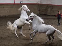 Chevaux blancs